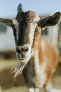 获救的山羊, 莫哈韦, 索莱达的保护区