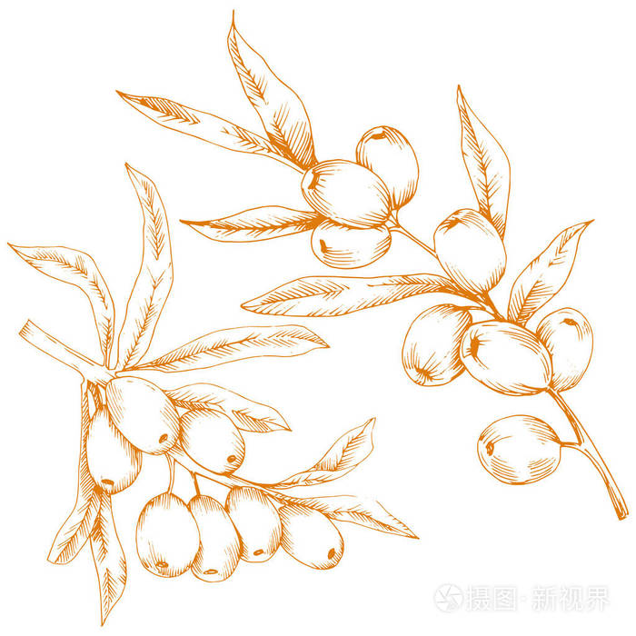 橙沙棘植物.白色背景上的矢量图标.