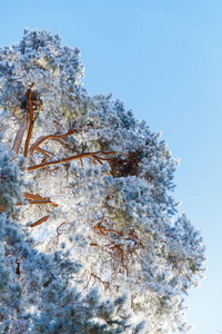 森林里被白雪覆盖的树木在霜冻中。冬天在国家