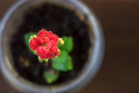 小长寿 homeplant 在一个透明的罐子。红长寿花