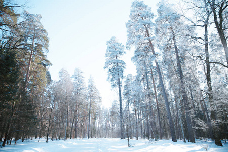 森林里被白雪覆盖的树木在霜冻中。冬天在国家