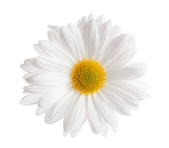 洋甘菊菊花图片-洋甘菊菊花素材-洋甘菊菊花插画-摄图新视界