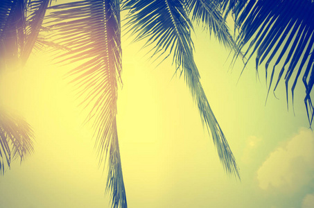 在热带海岸的棕榈树