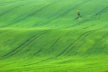 孤独的树，在绿色的田野，在捷克共和国