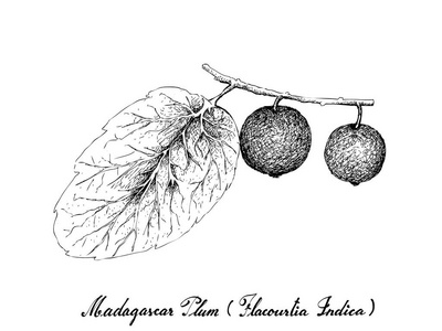 浆果水果, 说明手绘新鲜马达加斯加李子或花的水果在白色背景中分离