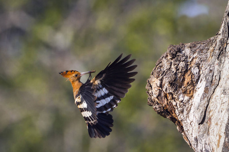 非洲 hoopoe 在克鲁格国家公园, 南非Upupidae Upupa 基利坎贝尔家族的钱币