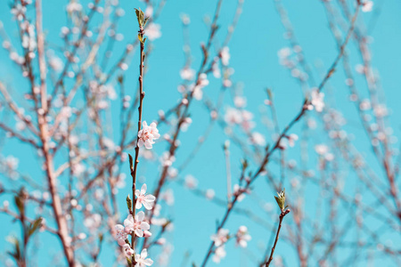 杏花背景