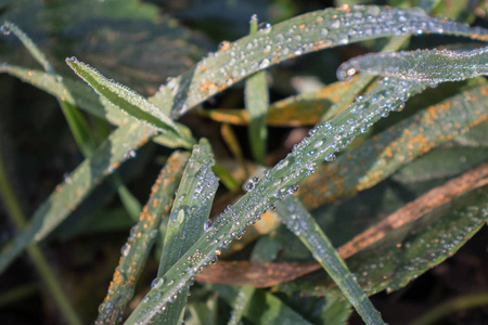 新鲜的绿草, 露水滴近。雨后, 淡水 driops 在青草上。草地上淡淡的晨露