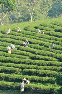 工人在茶园摘茶叶照片