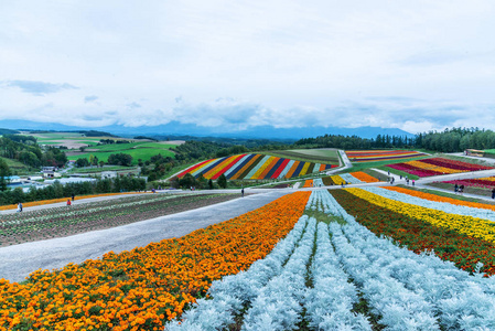 在日本北海道的美井, 银鱼园美丽的花场上的银尘万寿菊和朱红色鼠尾草