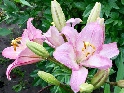 开花百合与绿叶, 活自然的性质, 不寻常的香味花束植物。百合花由长雌蕊, 圆雄蕊, 绿草组成。百合花的植物花卉束