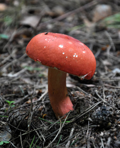 森林蘑菇西苏拉梅蒂卡, 生长在野外