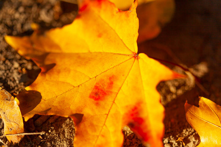秋天背景与接近的黄色叶子