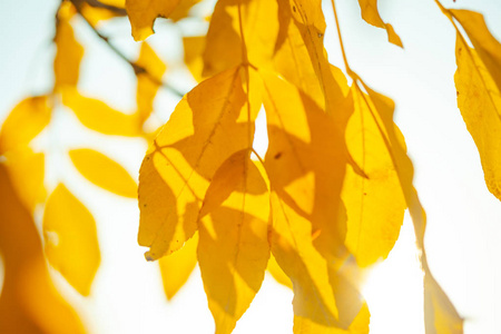 秋天背景与接近的黄色叶子