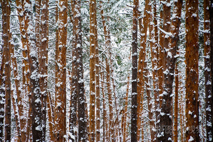 雪松树茎在冬季森林