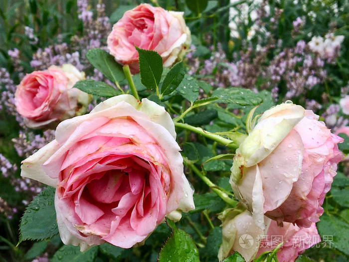 盛开的花朵玫瑰与绿叶, 自然自然, 不寻常的香味花束植物.