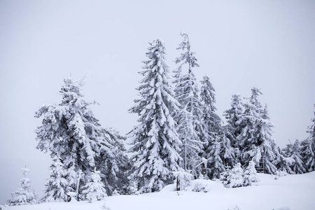 圣诞背景与雪杉木树