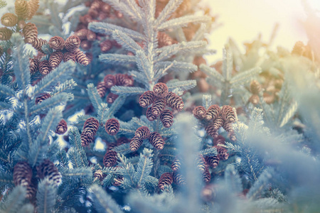 冬天的森林背景与雪花和枞树与锥体在蓝色色调的颜色和阳光