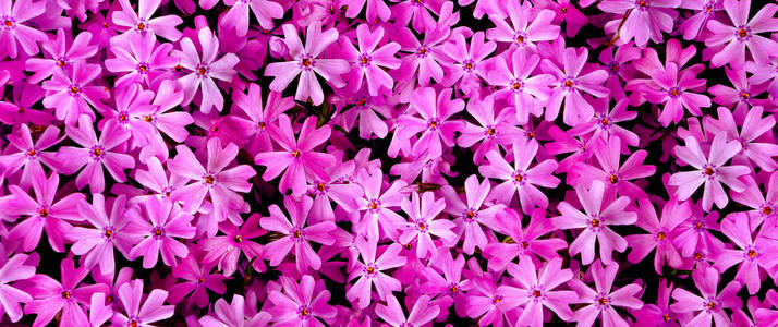 花园里有粉红色的花朵。顶部视图。自然粉红色背景