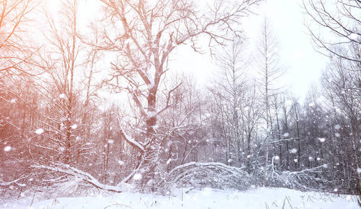 冬季景观积雪覆盖大片。一个公园在冬天在