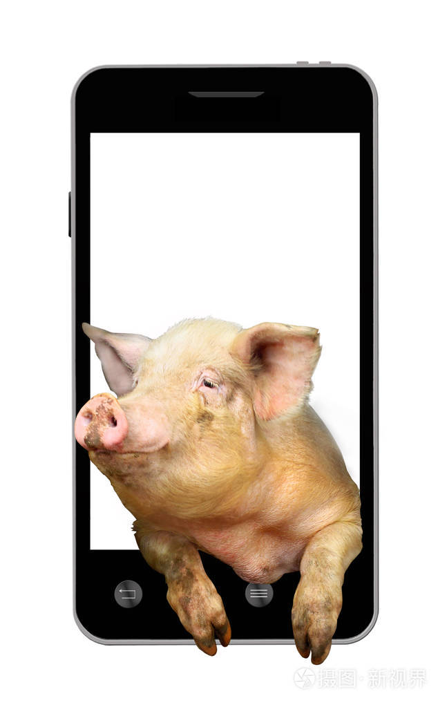 猪看起来从移动电话照片-正版商用图片0tjj1y-摄图新视界