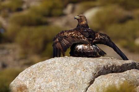 金鹰飞行的成年男性。aquila chrysaetos