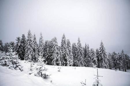冬季景观与雪覆盖森林图片