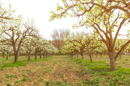 春天有盛开的树木的苹果花园