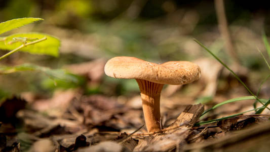在秋天在森林蘑菇