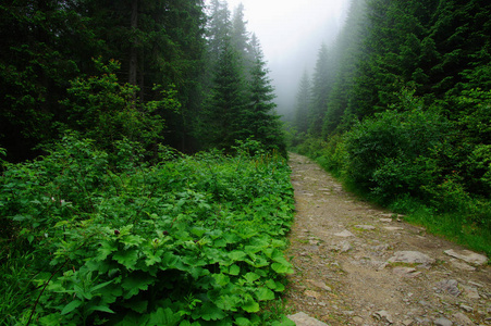 在针叶林在山中的石头路