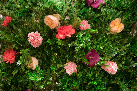 绿色植物和玫瑰花装饰背景墙壁图片