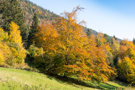 五颜六色的树在森林边缘, puchberg am schneeberg, 奥地利, 欧洲