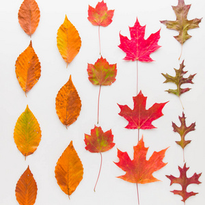 五颜六色的树叶和南瓜的秋季图案构成。