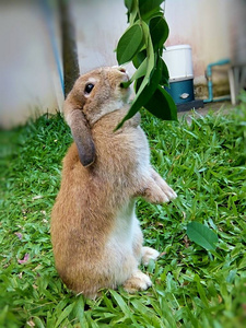 兔子在花园里吃树叶, 清迈泰国