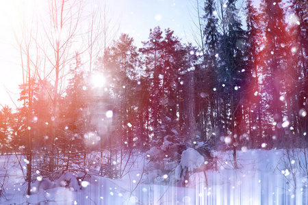 冬天的森林在一个晴朗的日子。在一个下雪的森林景观