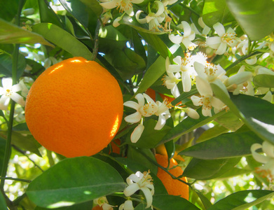 瓦伦西亚橘子和橘子的花朵。西班牙。春收