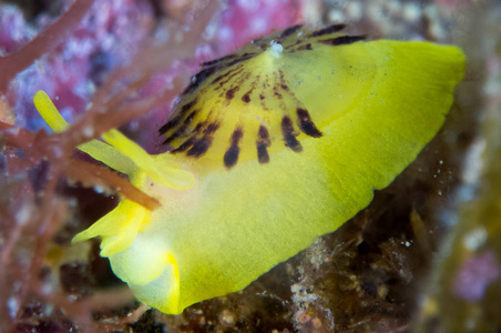 在它们的栖息地的 nudibranchs