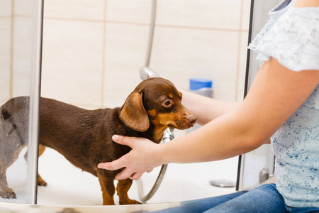女人照顾她的小狗。女人洗, 在淋浴下清洗腊肠。动物卫生概念