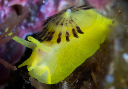 在它们的栖息地的 nudibranchs