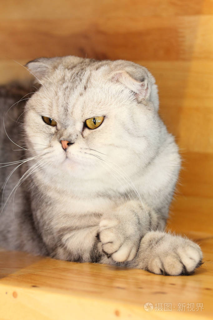 可爱的英国短毛猫