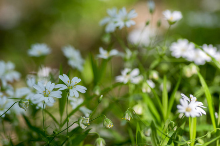 繁缕 holostea 更大的 stitchwort 多年生花开花, 白色的花朵在日光绿色背景的组