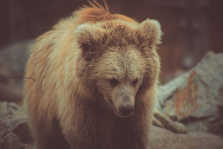 一只毛茸茸的熊在他的动物园里散步