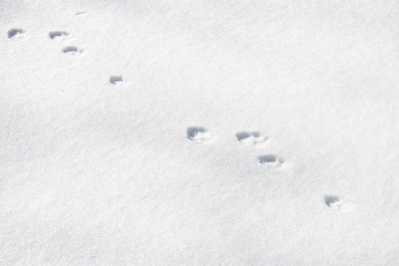 森林里新鲜清澈的雪中的一条野兔铁轨