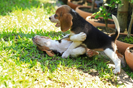 自然的绿色背景上的小猎犬狗的品种