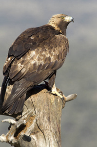 金鹰的成年雄鸟。aquila chrysaetos