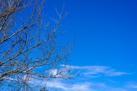 与蓝天的死树枝树