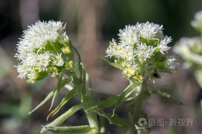 春天森林草本植物 多年生根状茎植物开花与组的小白花 开始绽放照片 正版商用图片0tk36m 摄图新视界