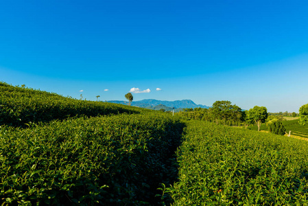 绿色茶园与蓝蓝的天空