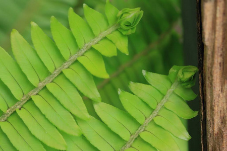 自然的绿色蕨类植物