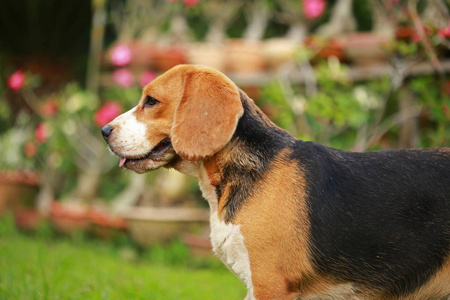 自然的绿色背景上的小猎犬狗的品种照片